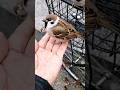 そろ~っとカゴへ #Japanese sparrow #bird