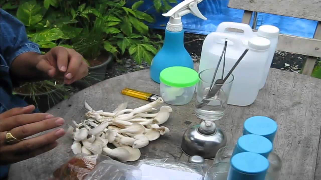 การเขี่ยเชื้อดอกเห็ดตอนที่1/3