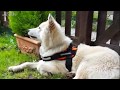 Wonderful Akita Cross Husky