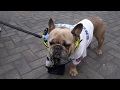 Walking To Wembley Stadium - Watford &amp; Manchester City Fans - F.A Cup Final 2019