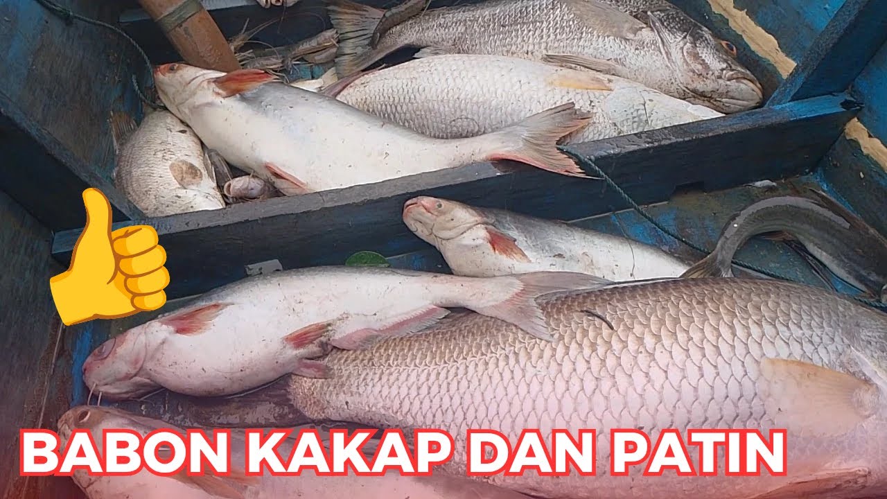 PANEN IKAN HASIL JARING MENGHADANG SUNGAI SATU MALAM KENA BADAI, BABON TEMBARING DAN KAKAP MASUK