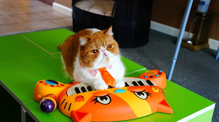 Video 10537501: exotic shorthair kitty, cat