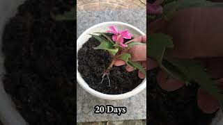 Impatiens walleriana takes root extremely quickly thanks to this active ingredient