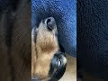 完全に、爆睡して、いっちゃってますww【ミニチュアダックスフンド】むむ。