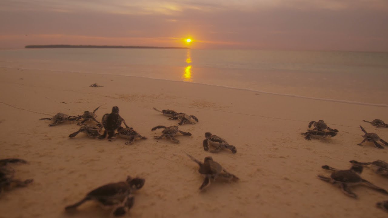 CICI - Conservation In Action at the Conflict Islands Papua New Guinea