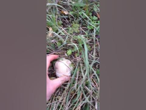 синяя ножка, красивый гриб необычный. - YouTube