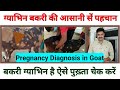 गाभिन प्रेग्नेंट बकरी की पहचान कैसे करें pregnancy diagnosis in goat/ pregnant bakri ki nishani pahc