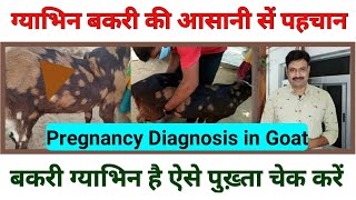 गाभिन प्रेग्नेंट बकरी की पहचान कैसे करें pregnancy diagnosis in goat/ pregnant bakri ki nishani pahc