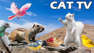 CAT TV: Best Anti-Anxiety Videos for Cats to Watch with Squirrels & Birds🐿🦜 Entertainment TV FOR CAT screenshot 4