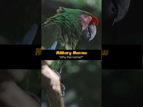 Military Macaw- Why