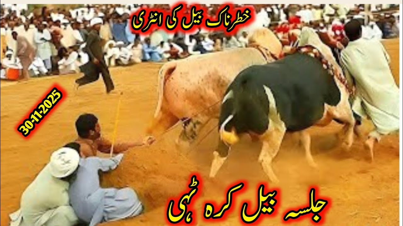 Bull Karah Jalsa 2025 Tehi /Bullon ki rece khatarnak /karah race in talagng/pothwar​ Bull Race Jalsa