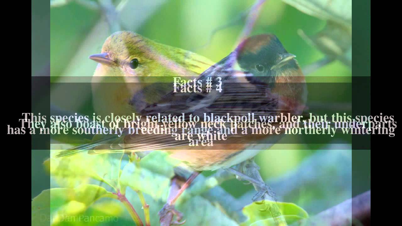 Bay-breasted warbler Top # 9 Facts 
