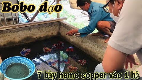Chia sẽ bobo đông lạnh cho chú 3 lục bình-Xem 7 bầy cá betta vô 1 hồ