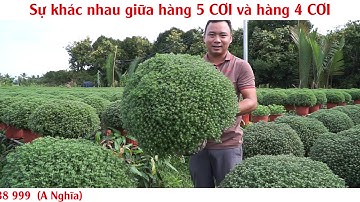 sỉ cúc mâm xôi (khác nhau 5 cơi với 4 cơi)