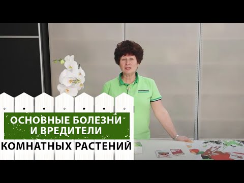 Болезни и вредители комнатных растений