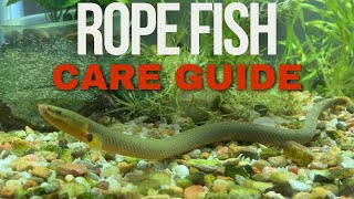 Rope Fish Care Guide