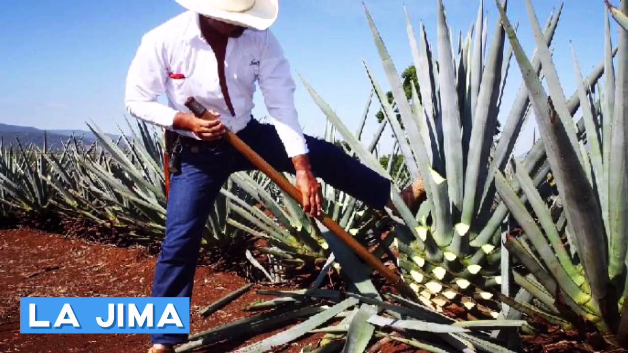 Elaboración del Tequila YouTube