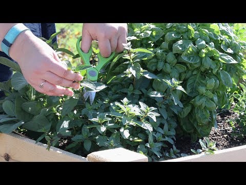 Video: How To Harvest Herbs