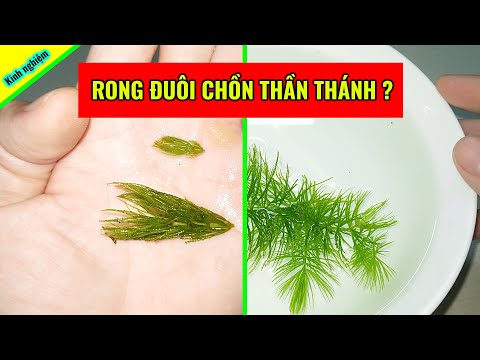 Rong Đuôi Chồn thần thánh như thế nào? Rong thủy sinh 