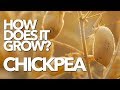 CHICKPEA | How Does it Grow? (Garbanzo)