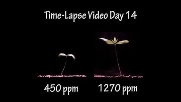 What if higher CO2 concentrations are actually good for plant growth