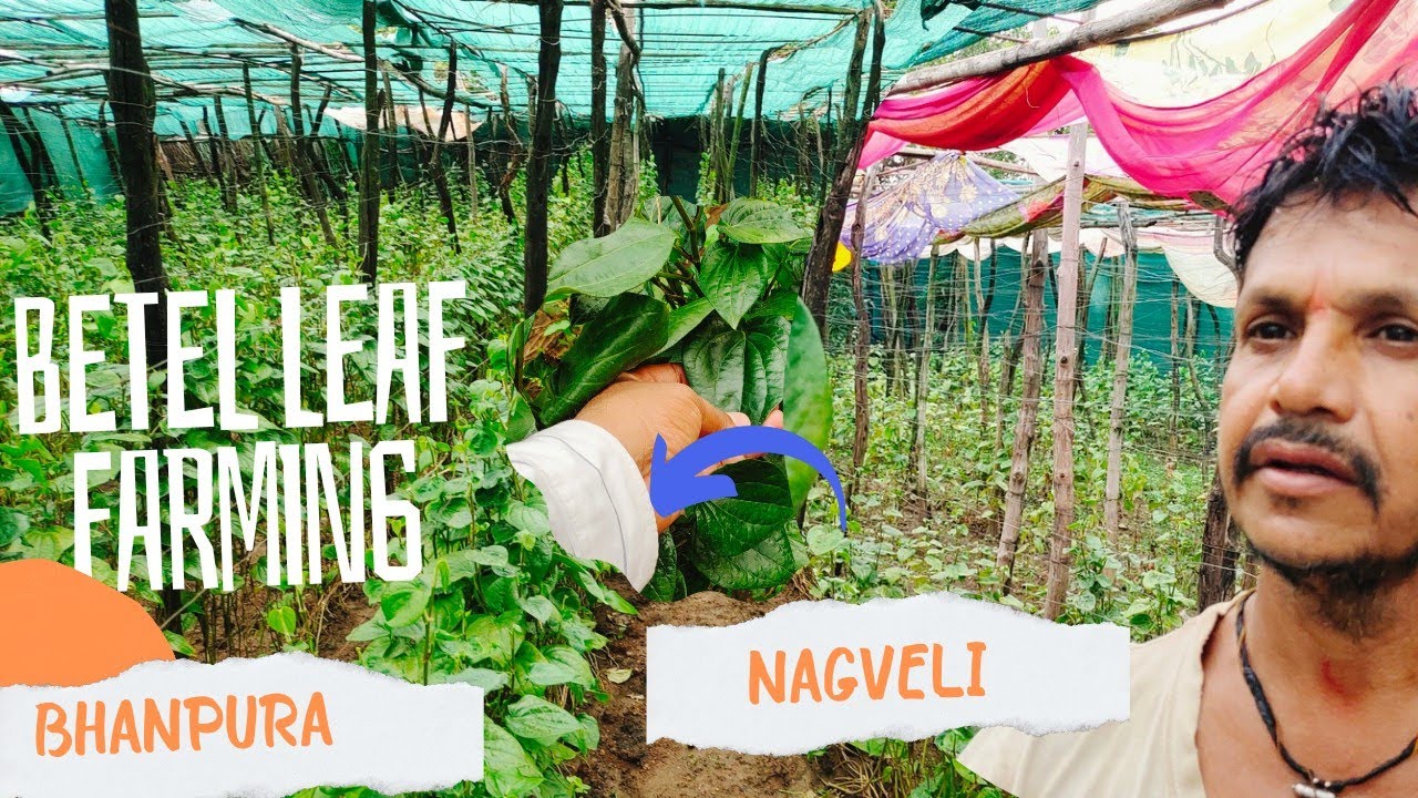 Betel Leaf Farming in Madhya Pradesh, Nagveli piperaceae