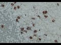 Apiculture rcolte de varroa pour linfestation de colonies vsh arista beeresearch