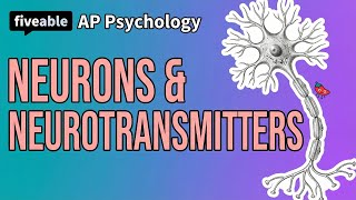 AP Psychology - Neurons & Neurotransmitters