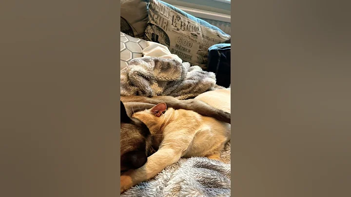 Video 11457561: cute burmese cat, cat cute pets