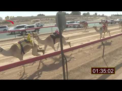 سباق الفطامين المرموم 22 2 2025 ش2 صايب ل راشد سالم راشد سعيد المزروعي 2 10