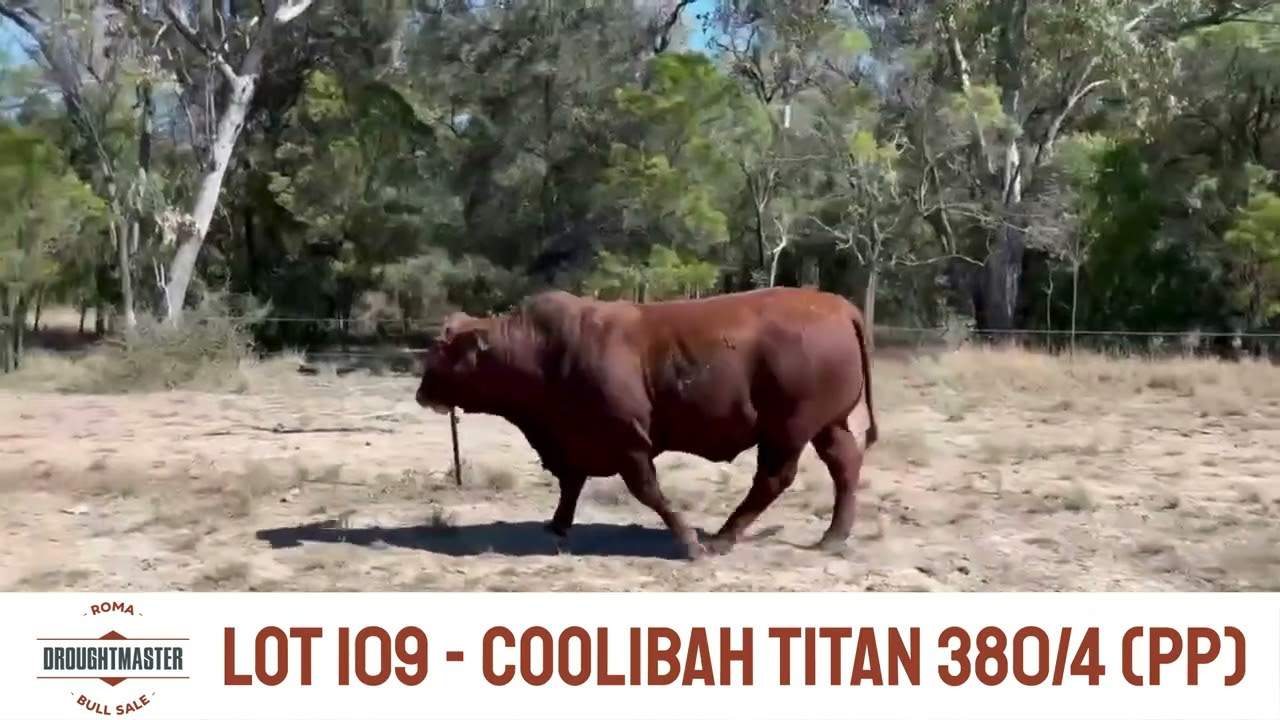 Lot 109 - Coolibah Titan 380/4 (PP)