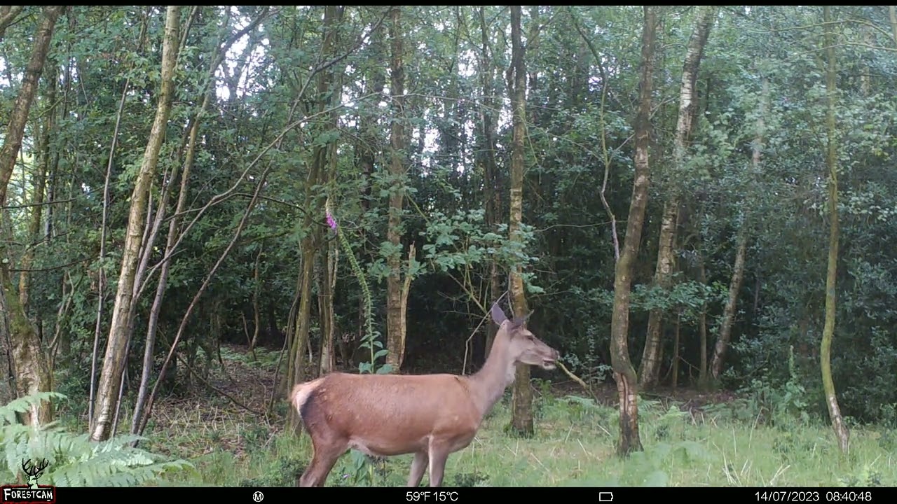 Red deer mom calling her calf