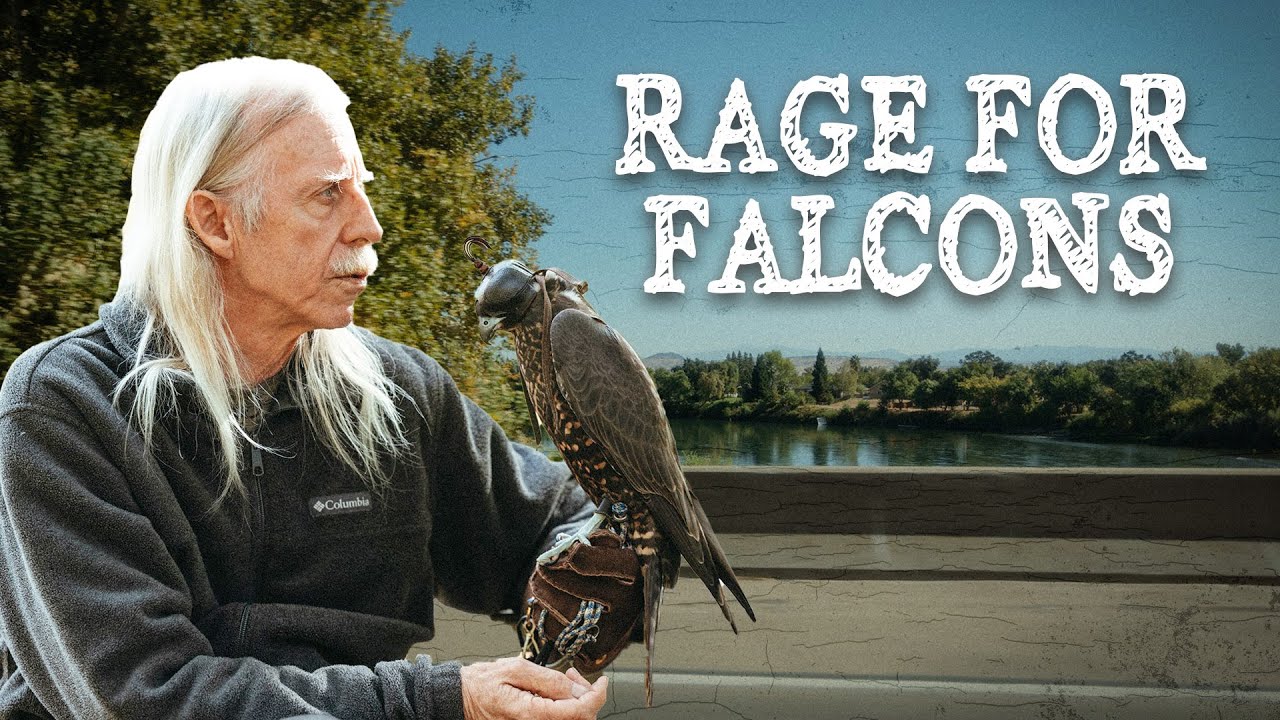 Rage for Falcons | Episode 1: The Man Who Fell Out of a Tree