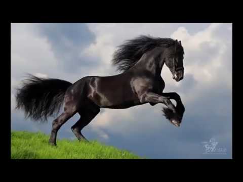 شيلة والدواسر محزم العز 