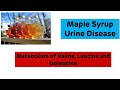 Maple syrup urine disease (MSUD) || Metabolism of Valine, Leucine, Isoleucine ||NEET PG Biochemistry