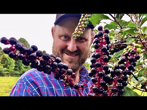 Video: Sunt fructele de pădure pokeweed otrăvitoare pentru păsări?