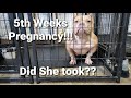 Beauty 5th Weeks Pregnancy Update!!! (American Bullies)