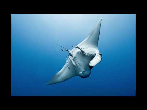 Raie Manta De Mer Rouge Youtube