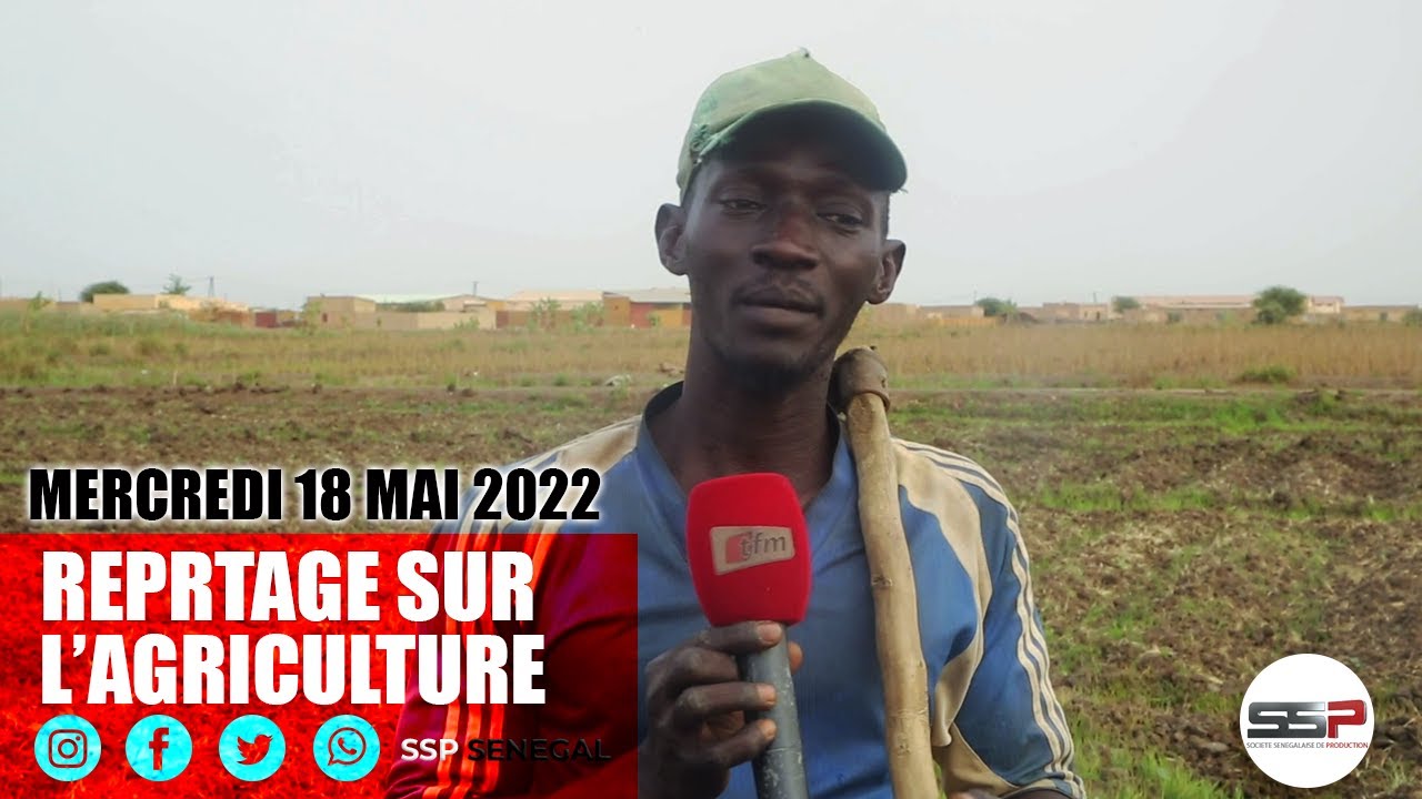 REPORTAGE : ALLONS A LA RENCONTRE DES AGRICULTEURS ET FEMMES DU FLEUVE SENEGAL AU WALO