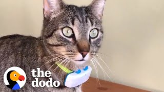 They Put A GPS On Their Cat — And Discovered His Secret Life | The Dodo