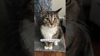 #tabbycat #tabby #cat #catshorts #catvideos 