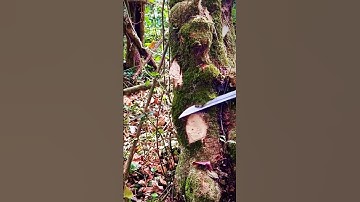 super sharp knife for cutting tree trunks #shorts