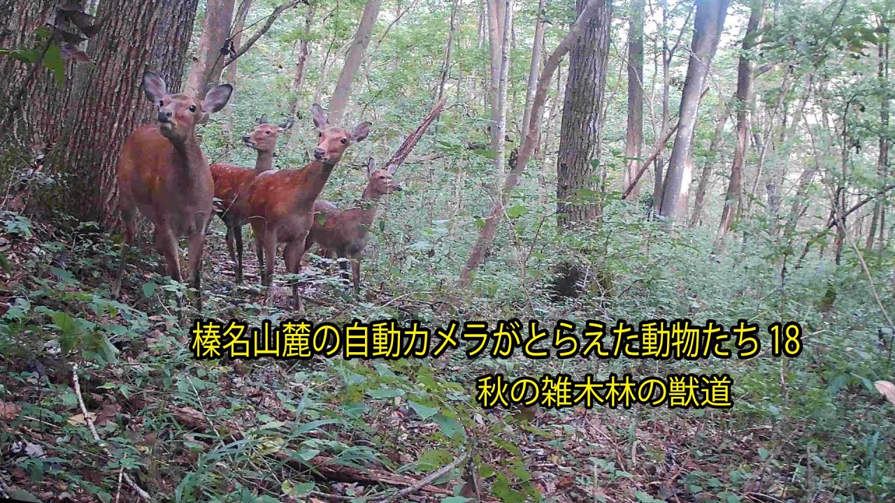 榛名山麓の自動カメラがとらえた動物たち18 　秋の雑木林の獣道