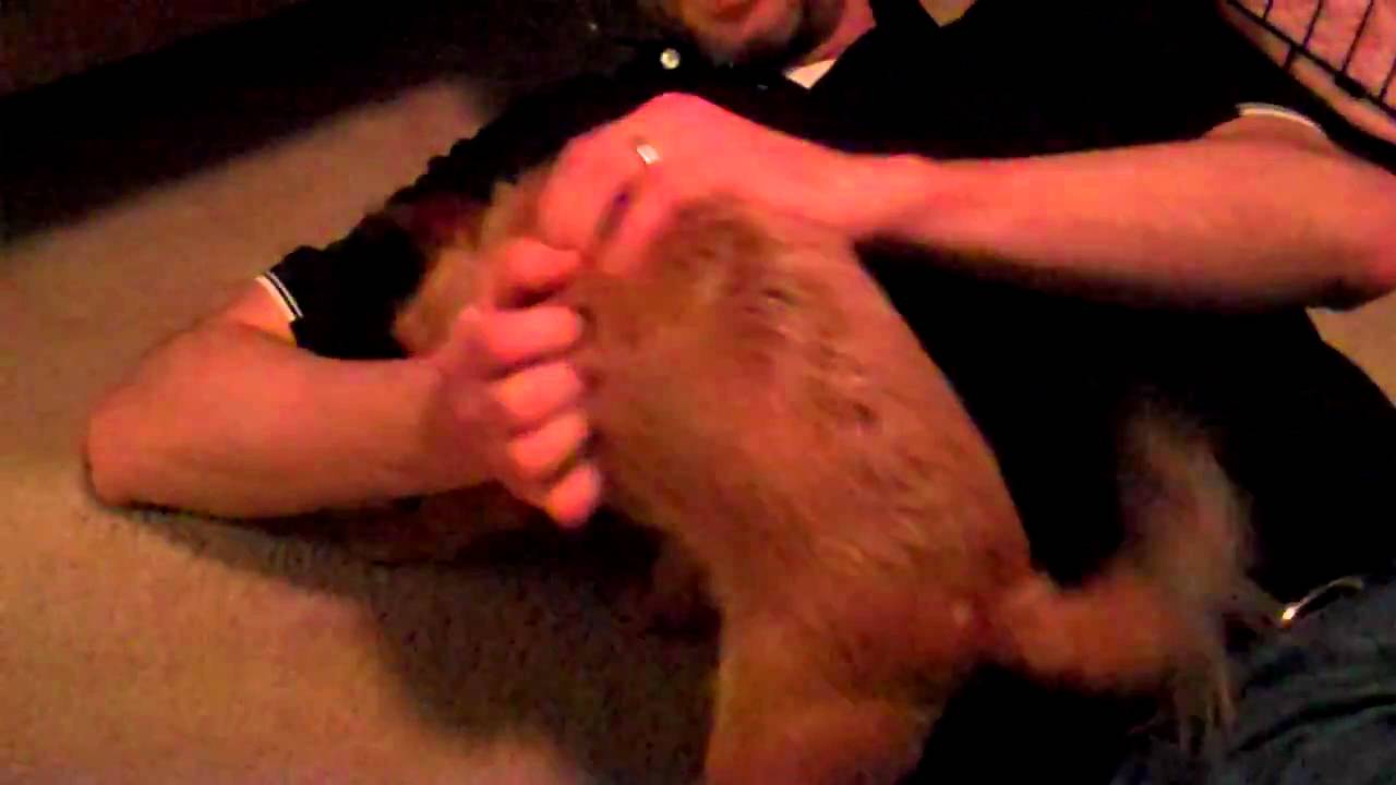 Dolly and Steve (doing his screech owl)