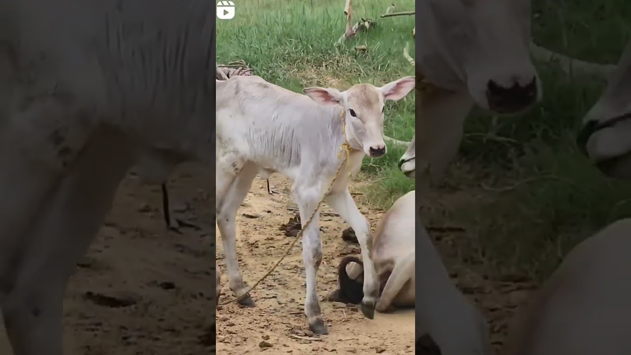 Hallikar male calf in my farm 