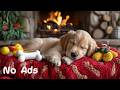 10 Hours Of Dog Calming Music Anti Separation Anxiety Relief Music Deep Sleep Calm 