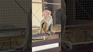 घर में कोई है जी 😂 #monkey #monkeyvideos #funny #viral #monkeycomedy #funniestvideo #shorts