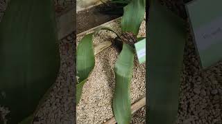 Welwitschia Mirabilis