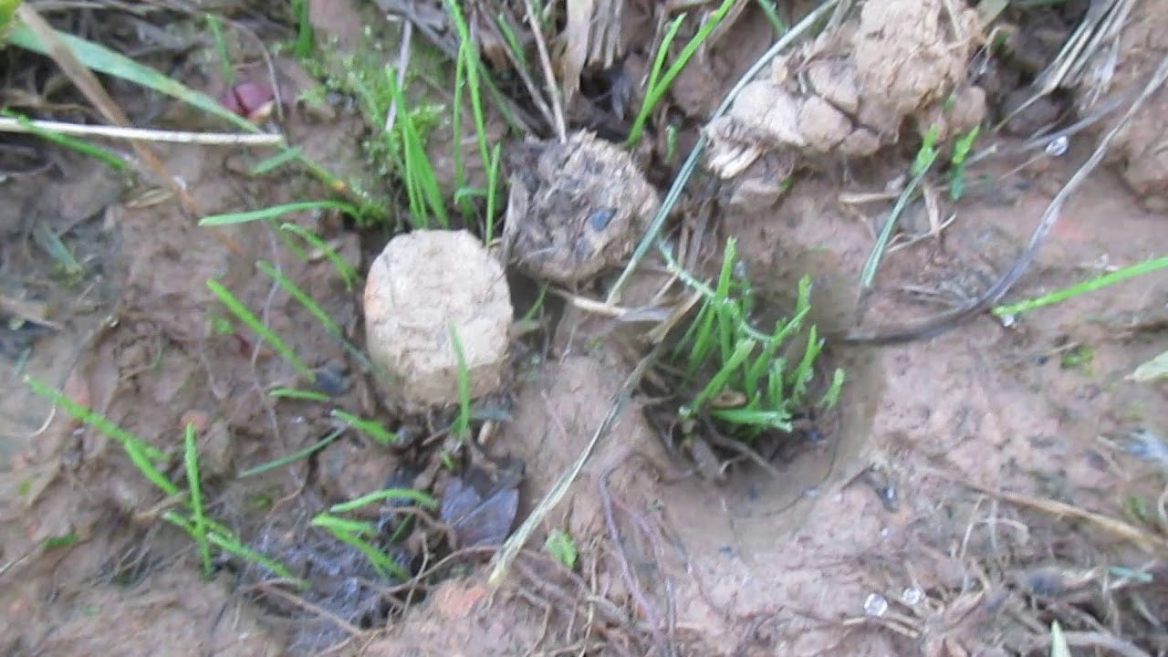 Lawn Aeration Over Seeding Hagerstown MD Westfields Washington County