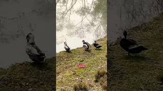 Duck And Nature, Awesome Combination Clips By Sule